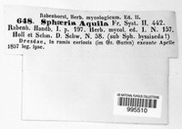 Rosellinia aquila image